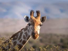 Quiz Girafe