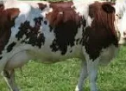 Quiz Les animaux, tu connais ?