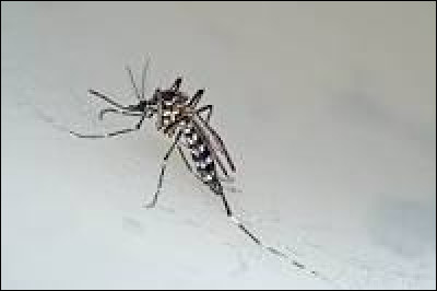 Est-ce qu'une piq&ucirc;re de moustique tigre peut &ecirc;tre mortelle ?