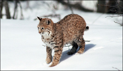 Quelle est la dur&eacute;e de vie d'un Lynx ?