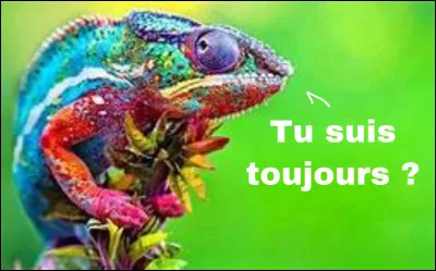 Bernadette Trafalgar n'aime pas les batailles navales. Son truc à elle, c'est de fureter sur les chantiers navaux. Elle y passerait volontier toutes ses journées. Le seul petit hic qui pourrait presque les entâcher, ce sont ces voltigeurs de goélands qui n'hésitent pas à descendre en piqué sur les dokers, grutiers, soudeurs et autres touristes pour leur ôter le sandwiche de la bouche.