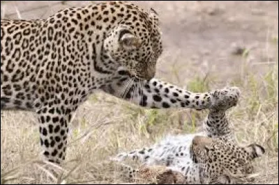 Quelle taille peut faire un mâle adulte au garrot ?