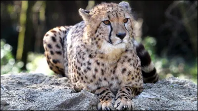 Quelle longueur fait un mâle adulte, tête et corps ?