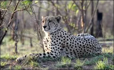 Comment dit-on guépard en latin ?