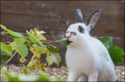 As-tu des animaux chez toi ?