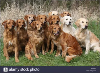 Quelle couleur de la race golden retriever préfères-tu ?