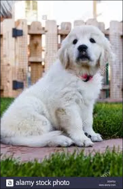 Aimes-tu les golden retriever ?