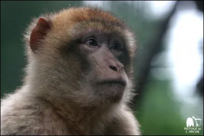 Quel est cet animal ?