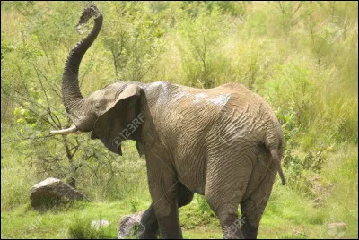 Quel est cet animal ?