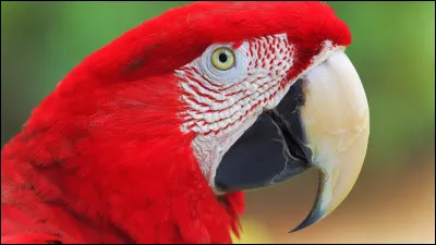 Quel est cet animal ?