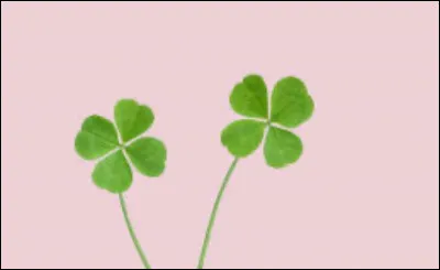 Aimes-tu les plantes ?