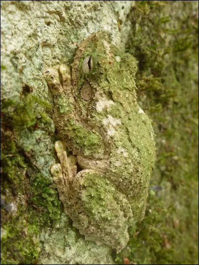 Sur cette photo, on voit une grenouille !