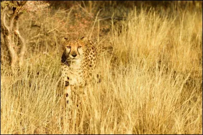 Sur cette photo, on voit un l&eacute;opard, appel&eacute; aussi panth&egrave;re !