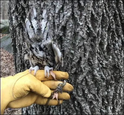 Sur la photo, c'est un hibou que vous voyez !