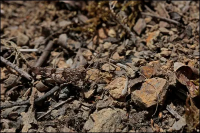 Sur la photo, on voit un l&eacute;zard !