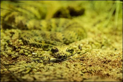 Sur cette photo, c'est un varan que vous voyez !