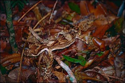 Il se confond avec les feuilles, c'est un gecko !