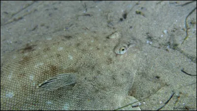 Sur cette photo, on voit une raie pastenague !