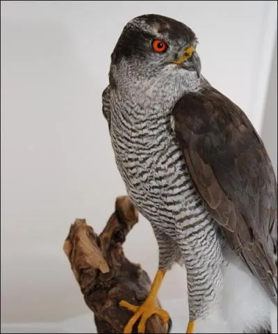 Quel est le nom de cet oiseau ?