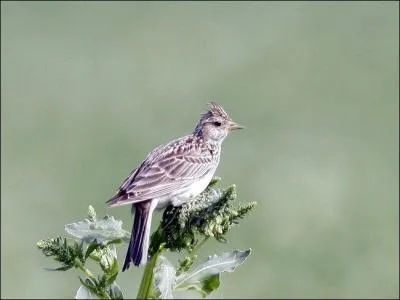 Quel est le nom de cet oiseau ?