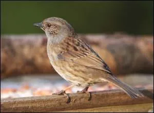 Quel est le nom de cet oiseau ?
