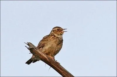 Quel est le nom de cet oiseau ?