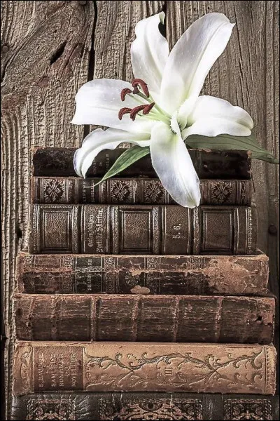 Quel est l'intrus par rapport à l'auteur ?