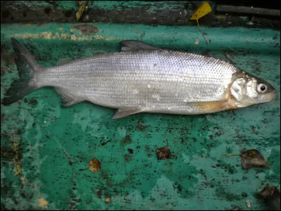 Quel est ce poisson, à chair fine et savoureuse, qu'on pêche uniquement dans le lac du Bourget ?