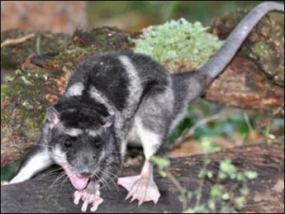 Marsupial aquatique d'Amérique aussi appelé opossum aquatique, sarigue d'eau ou sarigue aquatique :