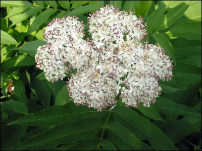 Petit sureau à fleurs ombellées, blanches ou rosées, produisant des baies noires utilisées, autrefois, comme teinture ou pour colorer le vin.