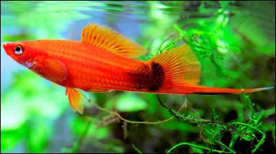 ''Porte-épée » ou ''porte-glaive'', ce poisson d'eau douce tropicale, est répandu dans les aquariums.