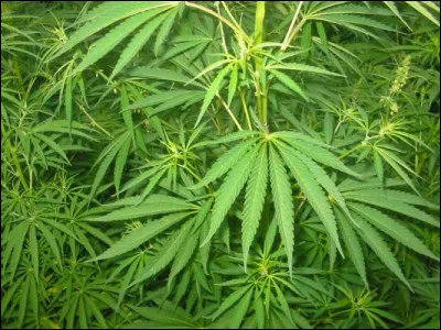 Cannabis en Afrique :