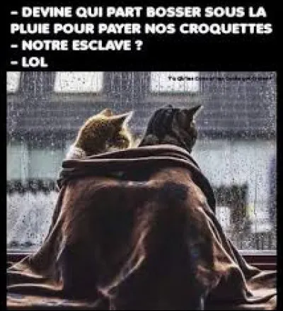 Les chats ont de la veine, l'obscurité ...