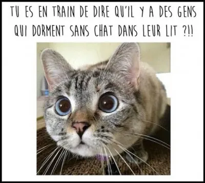 Si vous êtes digne de son affection, un chat deviendra votre ami, ...