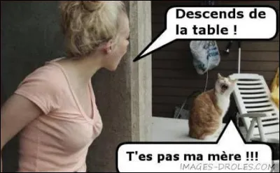 Les chiens ont des maîtres, les chats ...