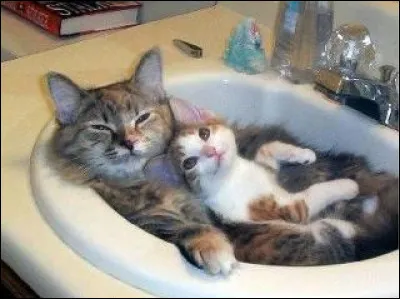 Le plus petit des félins ...