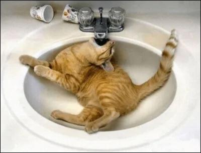 La devise du chat : qu'importe ce que tu as fait, essaie toujours de faire croire ...