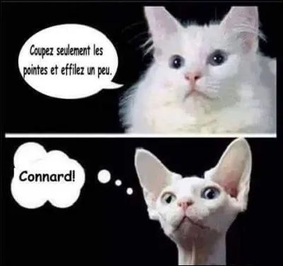 On ne possède pas un chat, ...