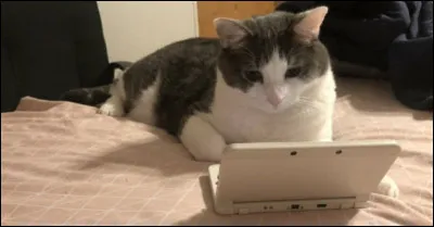 J'aime dans le chat, cette indifférence avec laquelle il passe des salons ...