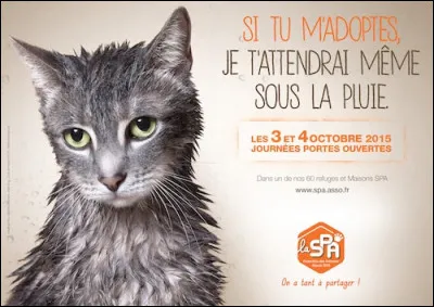 Le chat ne nous caresse pas, ...