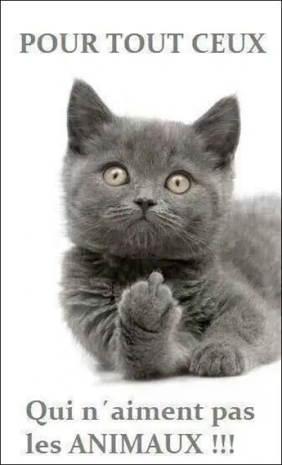 Il a dit : J'aime les chats car il n'existe pas de chat policier !