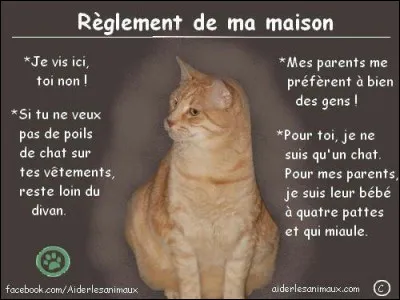 Si l'on pouvait croiser l'homme et le chat, ça améliorerait l'homme, mais ...