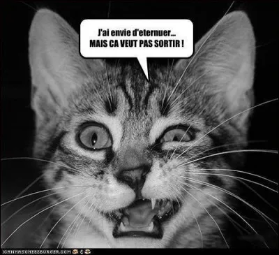 La mélancolie, c'est un chat perdu ...