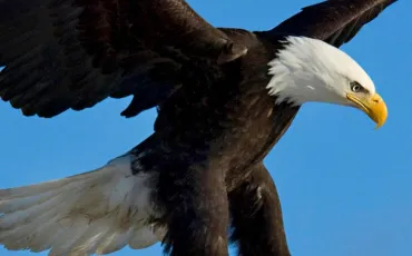 Quiz Aigles