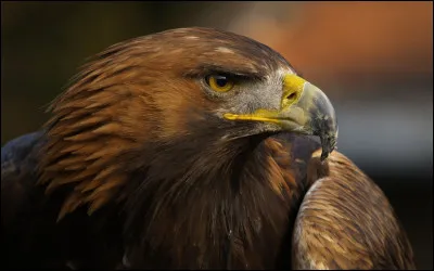 Quel nombre d'�ufs peuvent &ecirc;tre pondus pour une m&ecirc;me couv&eacute;e ?