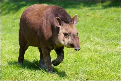 Et pour terminer, trouvez le cri de cet animal !