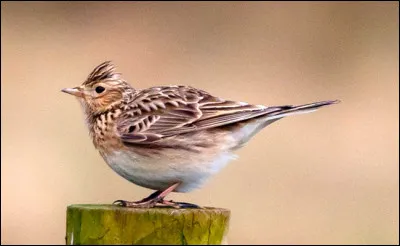 La plupart d'entre vous a déjà vu cet oiseau, il a l'habitude de monter à la verticale tout en chantant, identifiez-le et vous pourrez dire qu'il ...