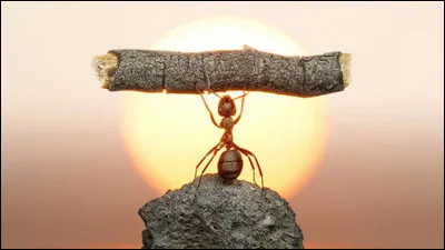 Après des années de recherche, les scientifiques français et allemands ont pu enregistrer le cri d'une fourmi, c'est une grande première, car jusqu'à présent on pensait que la fourmi était muette, aujourd'hui, on sait que la fourmi crohonde !