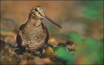 Trouvez le cri que fait cet oiseau ?