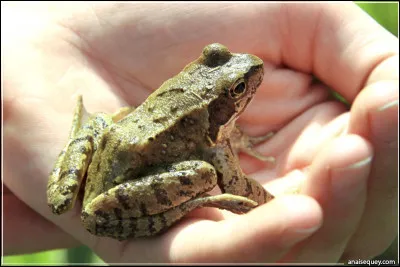 Trouver le verbe correspondant au cri de cet animal !